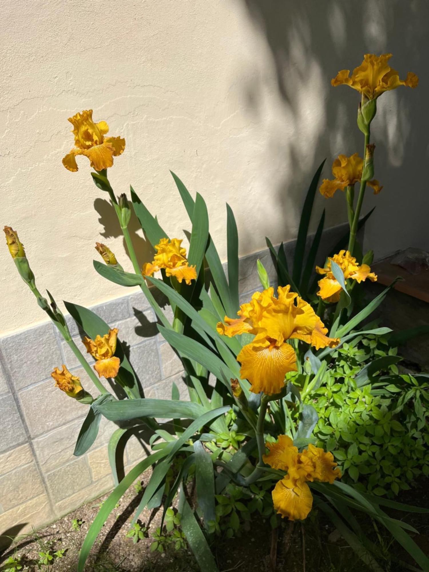 Dalu Florence Apartment Lucilla - Private Car Park 15 Minutes To The City Center エクステリア 写真